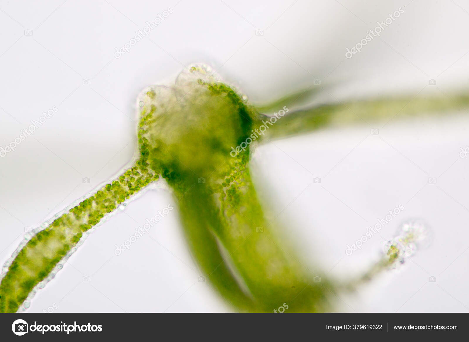 Proteome of Hydra Nematocyst* - Journal of Biological Chemistry, image size:1600x1167