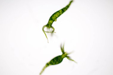 Hydra, Cnidaria cinsi ve Hydrozoa sınıfı eğitim için mikroskop altında bulunan küçük, tatlı su hayvanlarından oluşan bir cinstir..