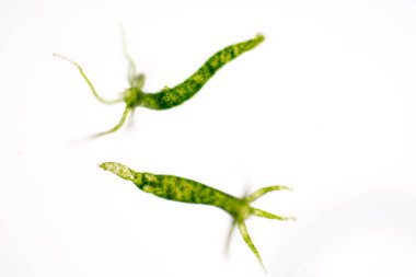 Hydra, Cnidaria cinsi ve Hydrozoa sınıfı eğitim için mikroskop altında bulunan küçük, tatlı su hayvanlarından oluşan bir cinstir..