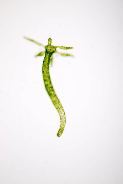 Hydra is a genus of small, fresh-water animals of the phylum Cnidaria and class Hydrozoa under the microscope for education.