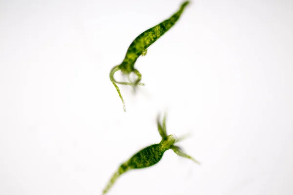 Hydra Género Pequeños Animales Agua Dulce Del Filo Cnidaria Clase — Foto de Stock