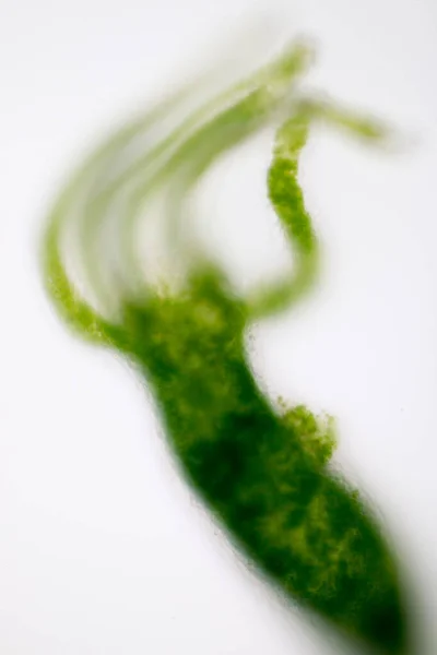 Hydra Género Pequenos Animais Água Doce Filo Cnidaria Classe Hydrozoa — Fotografia de Stock