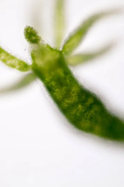 Hydra Género Pequenos Animais Água Doce Filo Cnidaria Classe Hydrozoa — Fotografia de Stock