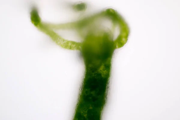 Hydra Jest Rodzajem Małych Słodkowodnych Zwierząt Rodzaju Cnidaria Klasy Hydrozoa — Zdjęcie stockowe