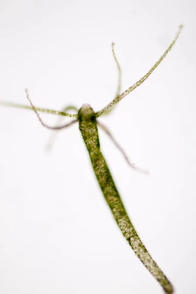 Hydra Een Geslacht Van Kleine Zoetwaterdieren Uit Familie Waterroofkevers Cnidaria — Stockfoto