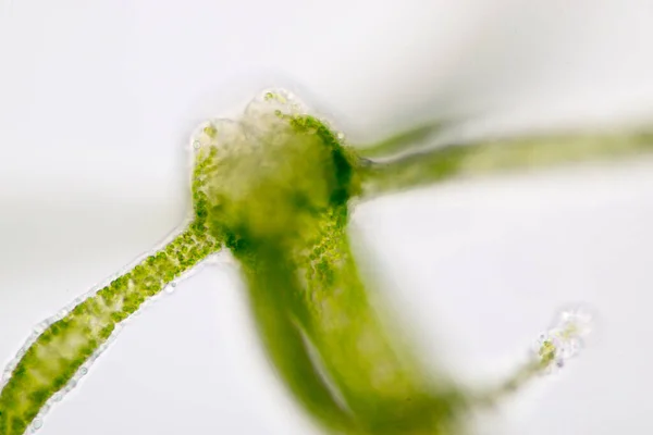 Hydra Género Pequenos Animais Água Doce Filo Cnidaria Classe Hydrozoa — Fotografia de Stock