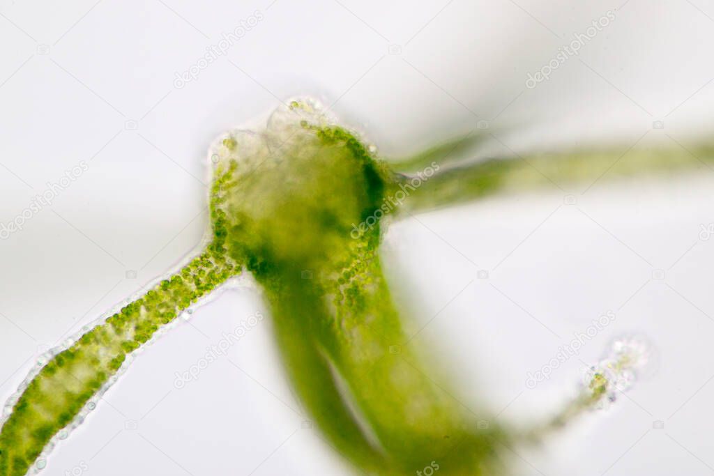 Hydra is a genus of small, fresh-water animals of the phylum Cnidaria and class Hydrozoa under the microscope for education.