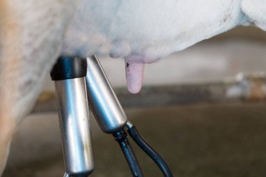 İşçi dönüşüm için sütü bir kabın içine boşaltıyor.