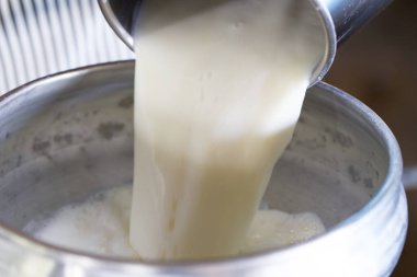 İşçi dönüşüm için sütü bir kabın içine boşaltıyor.