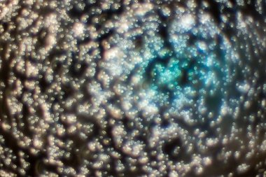 Mikroskop altında gelişen maya hücresi.