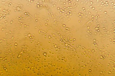 Mikroskop altında gelişen maya hücresi.