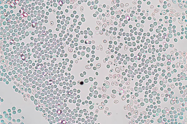 顕微鏡下の出芽酵母細胞 — ストック写真