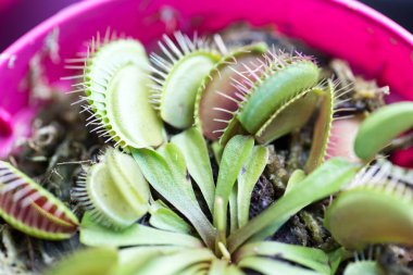 Venüs sinekkapanı (Venüs sinekkapanı veya Venüs sinekkapanı olarak da bilinir), etçil bir bitkidir..