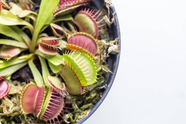 Venüs sinekkapanı (Venüs sinekkapanı veya Venüs sinekkapanı olarak da bilinir), etçil bir bitkidir..