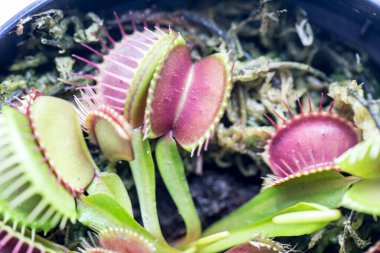 Venüs sinekkapanı (Venüs sinekkapanı veya Venüs sinekkapanı olarak da bilinir), etçil bir bitkidir..