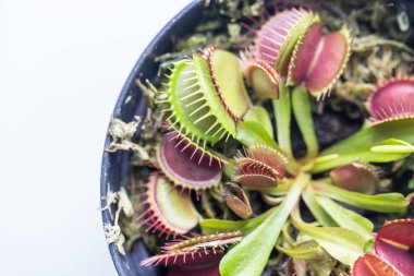 Venüs sinekkapanı (Venüs sinekkapanı veya Venüs sinekkapanı olarak da bilinir), etçil bir bitkidir..