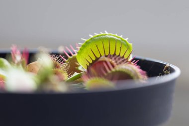 Venüs sinekkapanı (Venüs sinekkapanı veya Venüs sinekkapanı olarak da bilinir), etçil bir bitkidir..