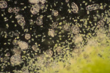 Euglena, mikroskobik eğitim görüşü altında tek hücreli kırbaçlanmış ökaryot cinsidir..