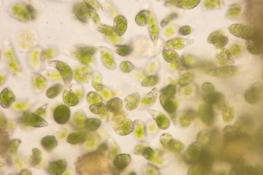 Euglena, mikroskobik eğitim görüşü altında tek hücreli kırbaçlanmış ökaryot cinsidir..