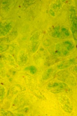 Euglena, mikroskobik eğitim görüşü altında tek hücreli kırbaçlanmış ökaryot cinsidir..