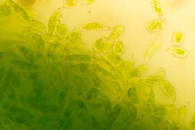 Euglena, mikroskobik eğitim görüşü altında tek hücreli kırbaçlanmış ökaryot cinsidir..