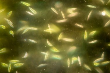 Euglena, mikroskobik eğitim görüşü altında tek hücreli kırbaçlanmış ökaryot cinsidir..