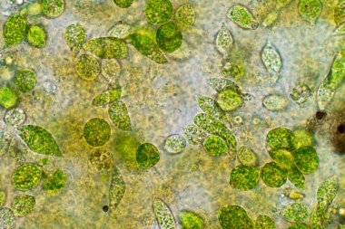 Euglena, mikroskobik eğitim görüşü altında tek hücreli kırbaçlanmış ökaryot cinsidir..