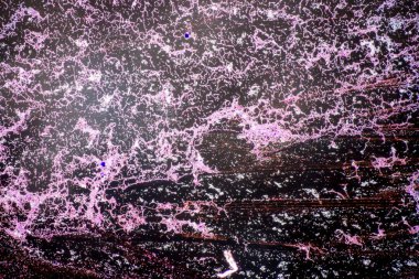 Bacillus, gram-pozitif, çubuk şekilli bakteri cinsi ve bitki örtüsünün bir üyesidir..