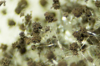 Rhizopus Koloni Özgeçmişi (Ekmek Küfü), mikroskop altında yaygın bir safirik mantar cinsidir..