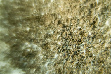 Laboratuvarda Mikrobiyoloji için Aspergillus (küf).