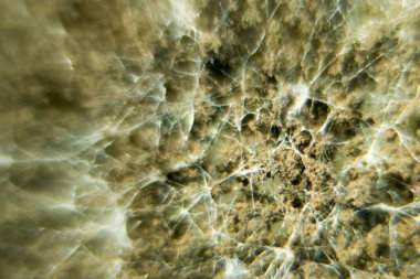 Laboratuvarda Mikrobiyoloji için Aspergillus (küf).