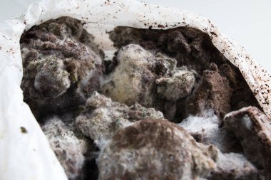 Laboratuvarda Mikrobiyoloji için Aspergillus (küf).