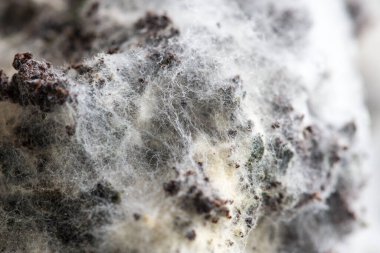 Laboratuvarda Mikrobiyoloji için Aspergillus (küf).