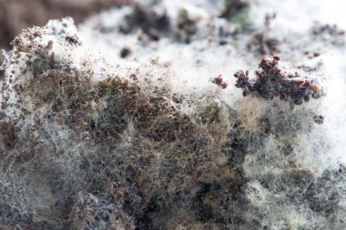 Laboratuvarda Mikrobiyoloji için Aspergillus (küf).