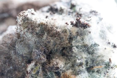 Laboratuvarda Mikrobiyoloji için Aspergillus (küf).