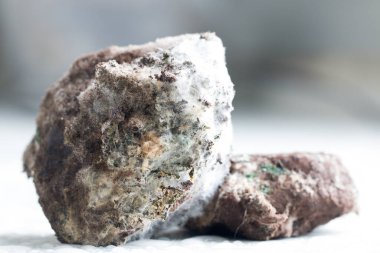 Laboratuvarda Mikrobiyoloji için Aspergillus (küf).