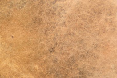 Laboratuvarda Mikrobiyoloji için Aspergillus (küf).