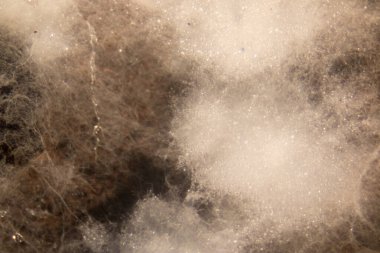 Laboratuvarda Mikrobiyoloji için Aspergillus (küf).