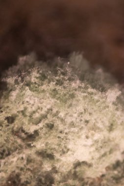 Laboratuvarda Mikrobiyoloji için Aspergillus (küf).