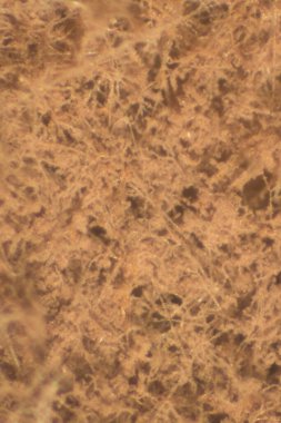 Laboratuvarda Mikrobiyoloji için Aspergillus (küf).