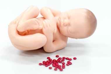 Embriyo modeli, sınıf eğitimi için fetüs..