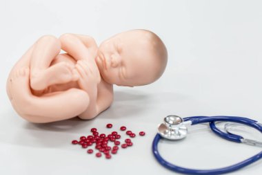 Embriyo modeli, sınıf eğitimi için fetüs..