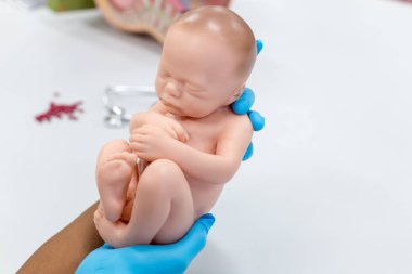 Embriyo modeli, sınıf eğitimi için fetüs..