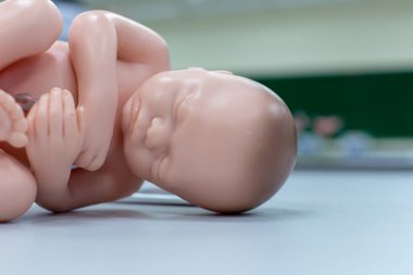Embriyo modeli, sınıf eğitimi için fetüs..