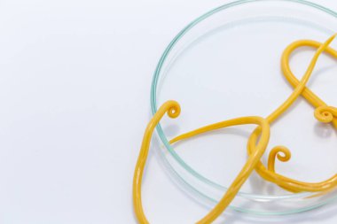 Ascariasis, parazit yuvarlak kurt Ascaris lumbrikoidlerinin laboratuarlarda eğitim için neden olduğu bir hastalıktır..