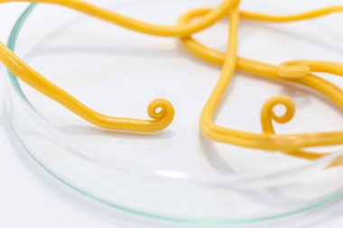 Ascariasis, parazit yuvarlak kurt Ascaris lumbrikoidlerinin laboratuarlarda eğitim için neden olduğu bir hastalıktır..