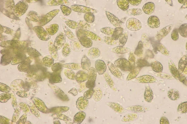 Euglena Rod Jednobuněčných Flagelátů Eukaryotes Mikroskopickým Pohledem Vzdělávání — Stock fotografie
