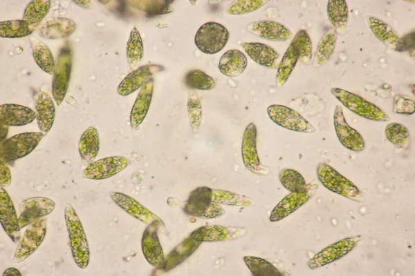 Euglena Род Одноклеточных Жгутиков Эукариот Микроскопическим Взглядом Образование — стоковое фото