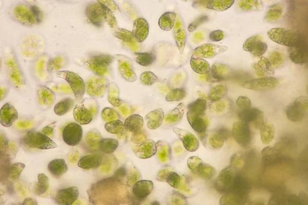 Euglena Rod Jednobuněčných Flagelátů Eukaryotes Mikroskopickým Pohledem Vzdělávání — Stock fotografie