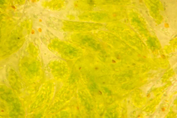 Euglena是一种单细胞鞭毛虫 在显微镜下接受教育 — 图库照片
